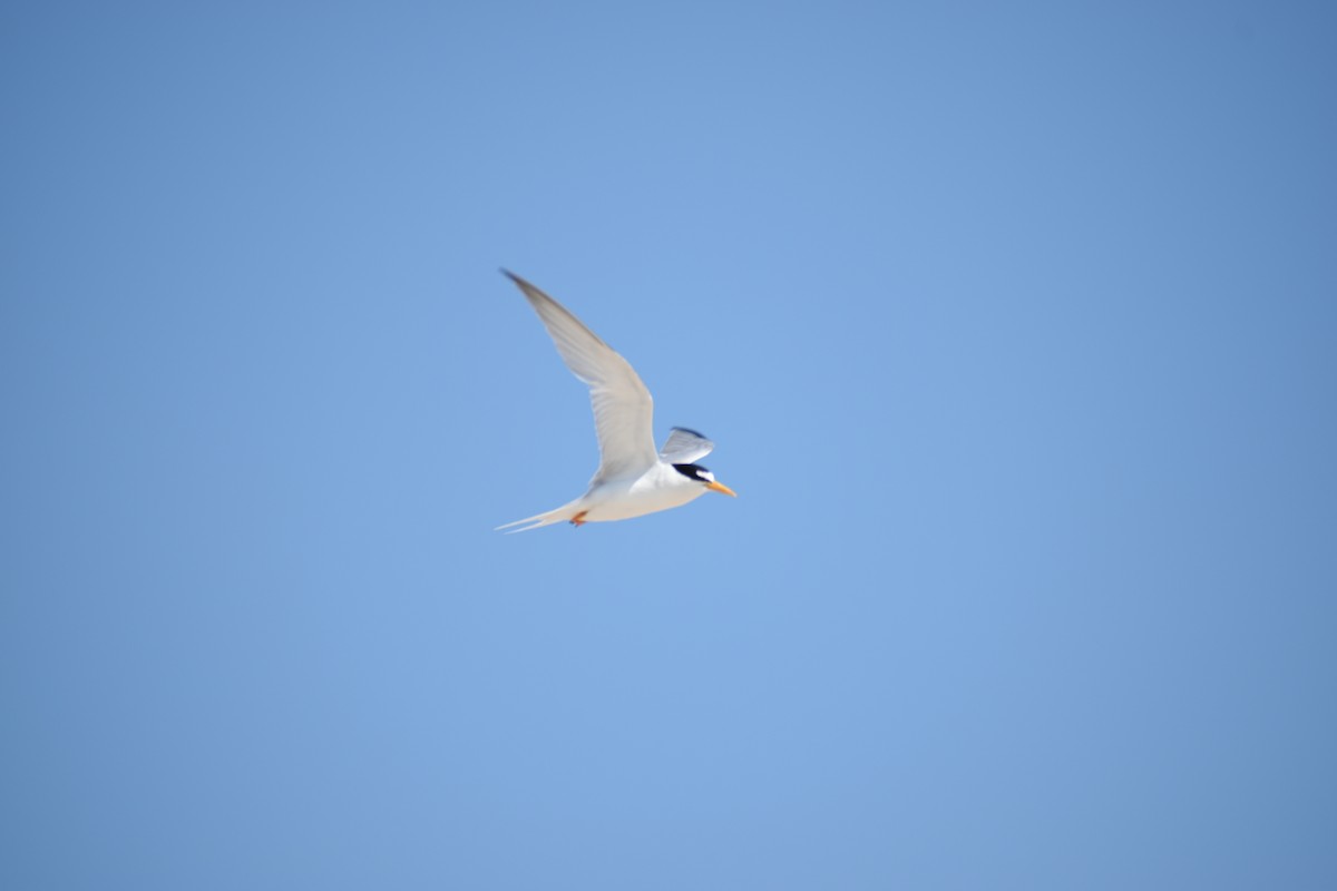 Least Tern - Benjamin Nourse Gross