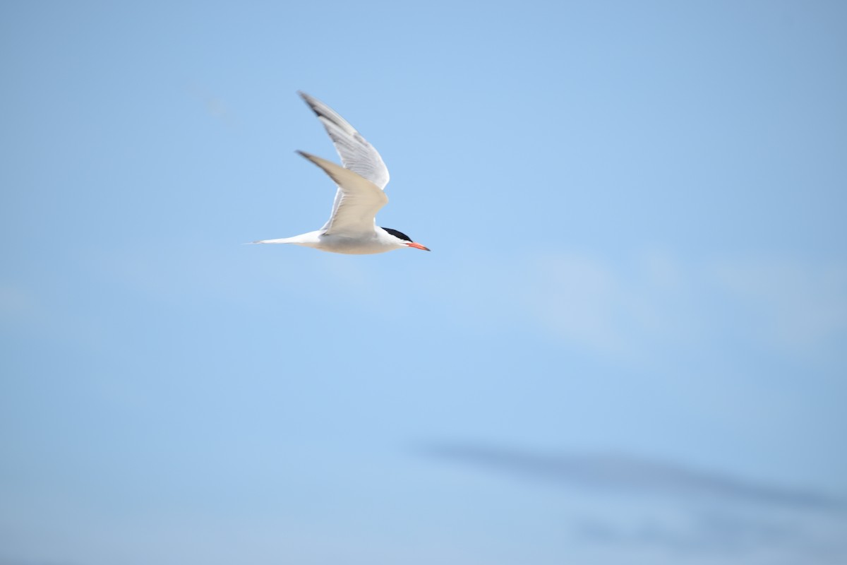 Common Tern - Benjamin Nourse Gross