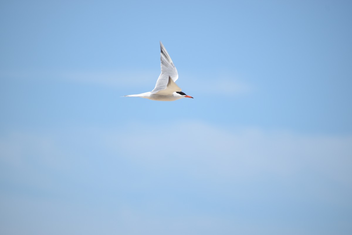 Common Tern - ML594864031