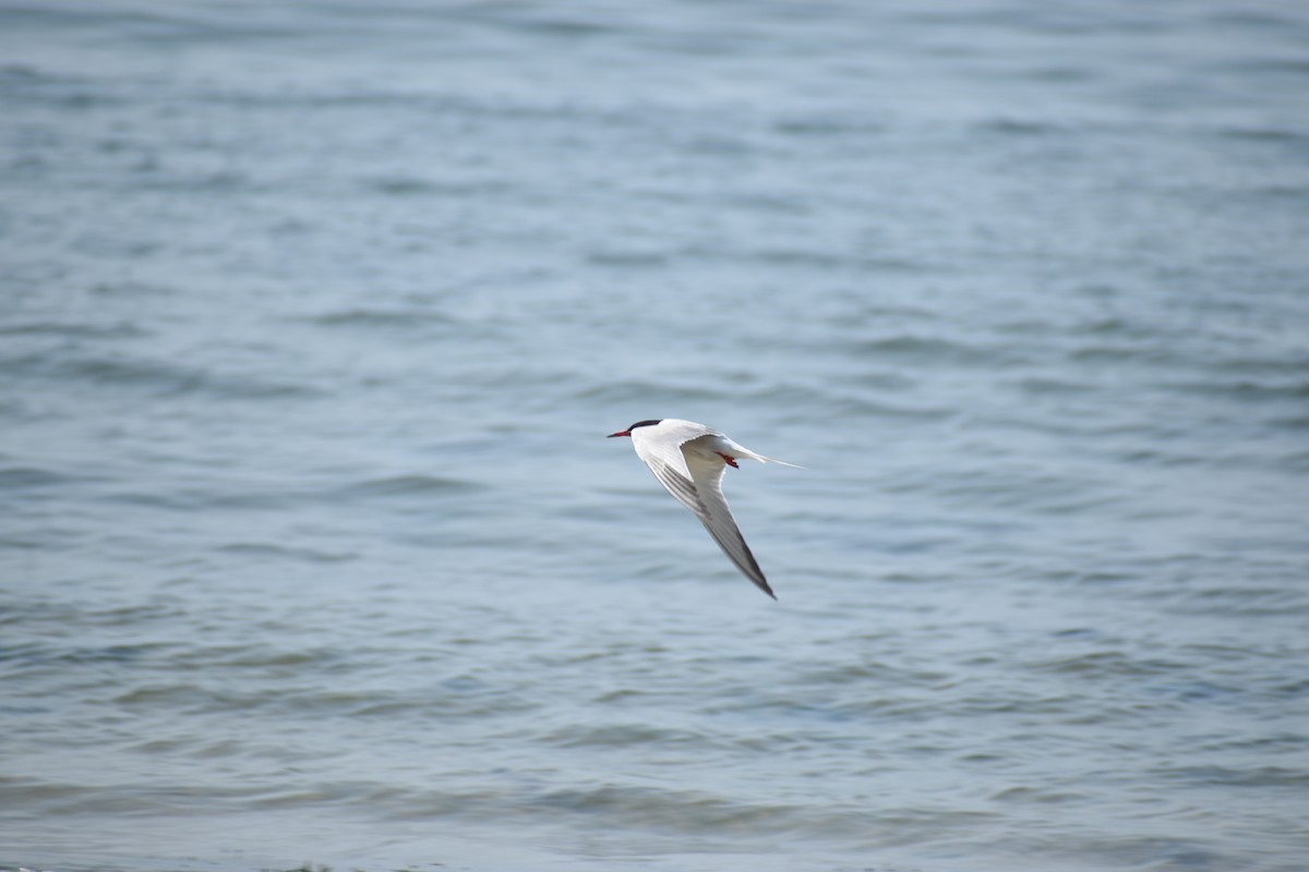 Common Tern - ML594864041