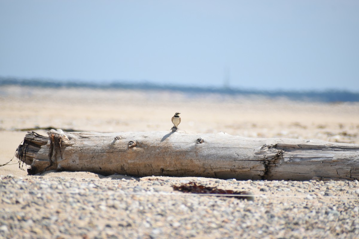 Horned Lark - ML594864191