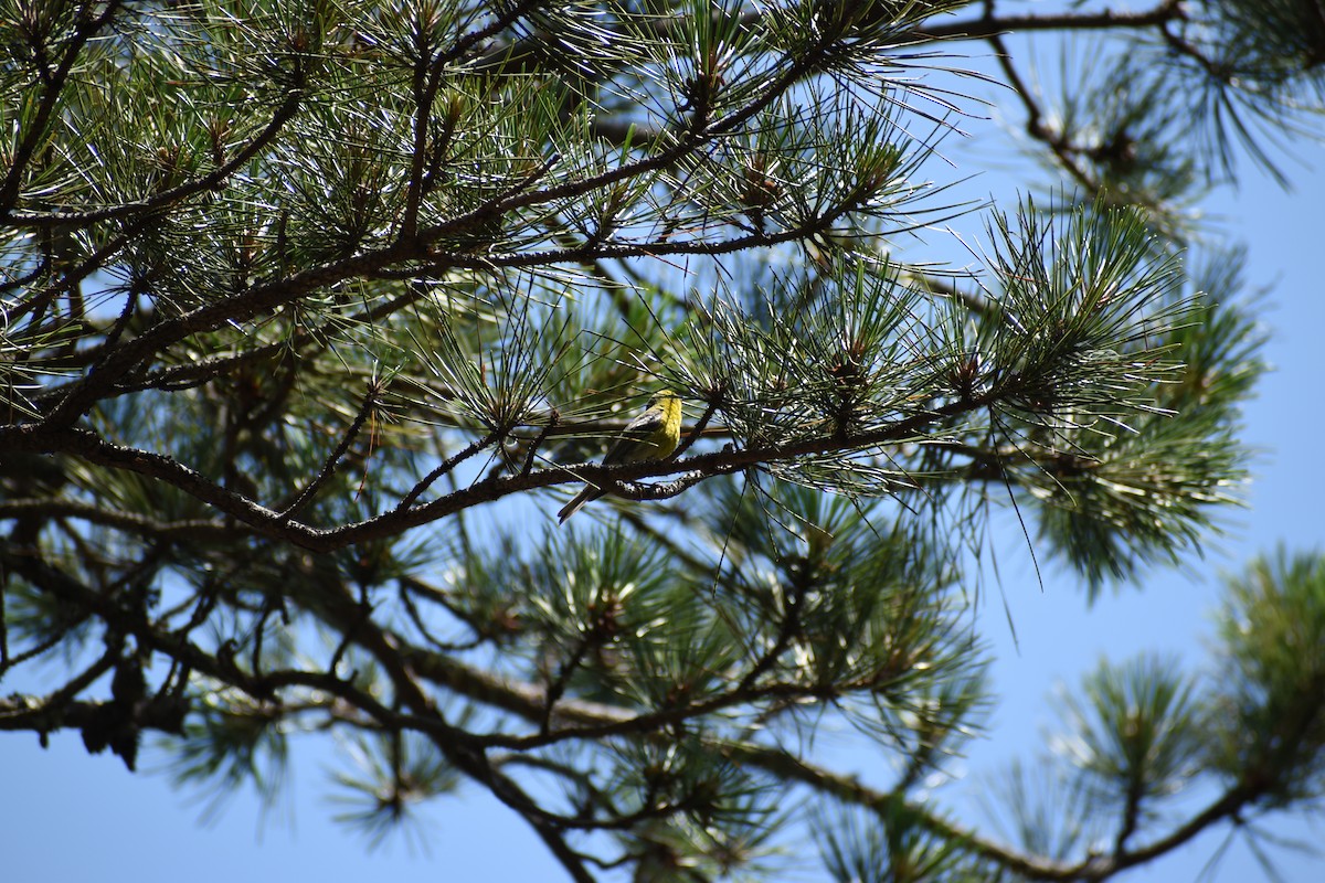 Pine Warbler - ML594864211