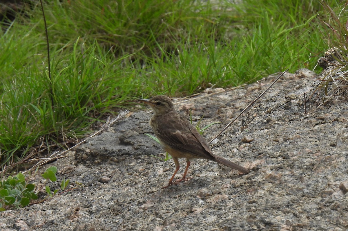 Long-billed Pipit - ML594864251