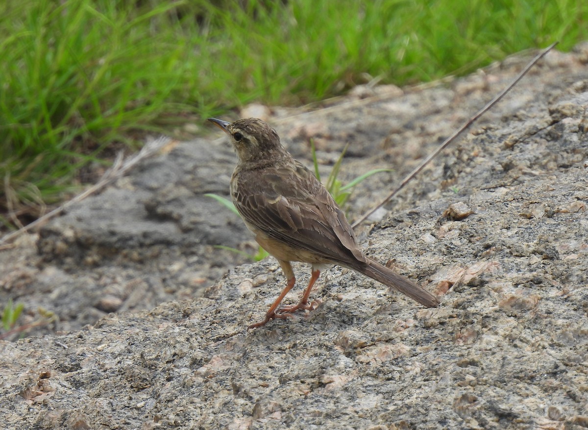 Long-billed Pipit - ML594864261