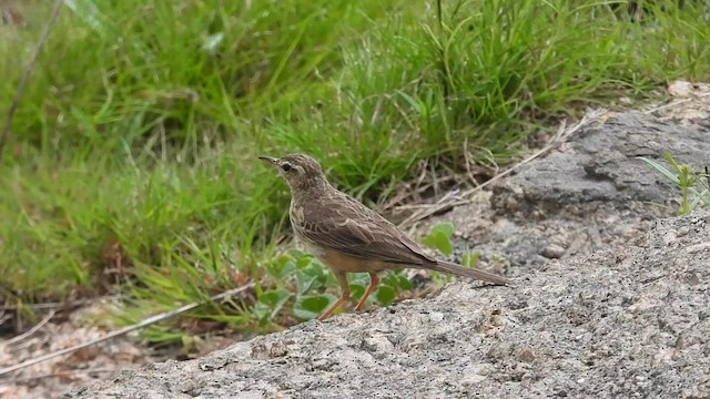 Long-billed Pipit - ML594864351