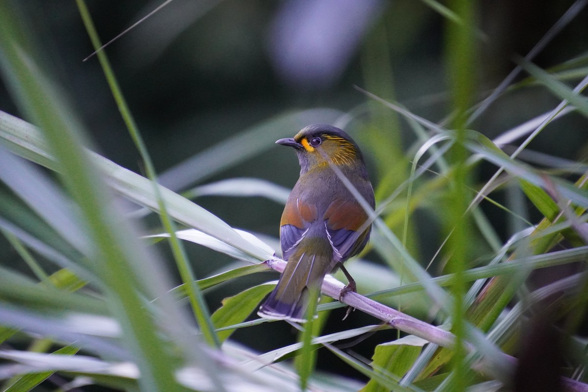 Steere's Liocichla - 吳 致謙