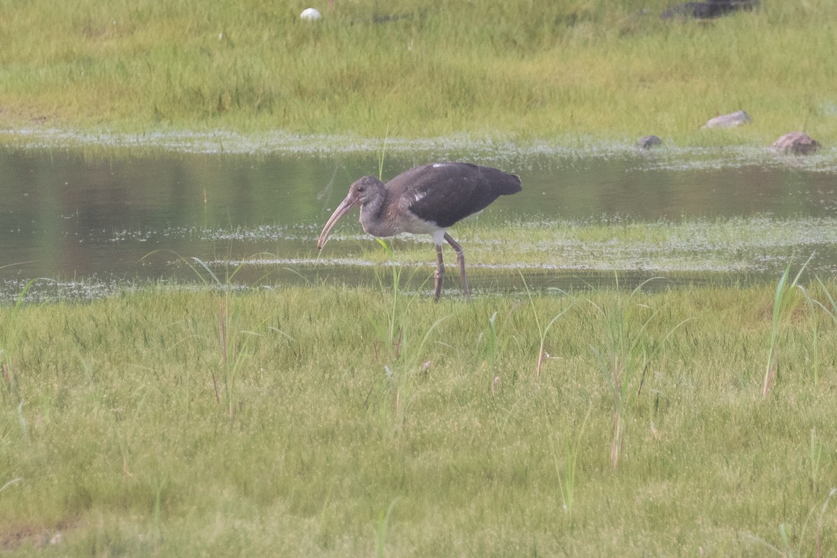 White Ibis - ML594865061