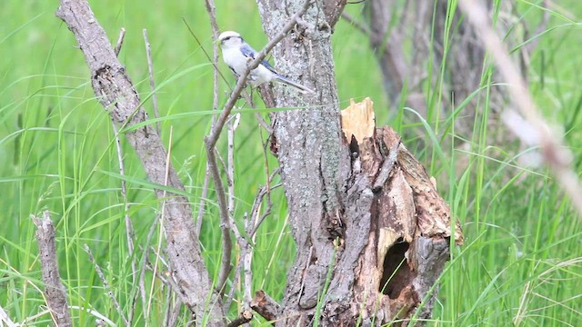 Mésange azurée - ML594865301