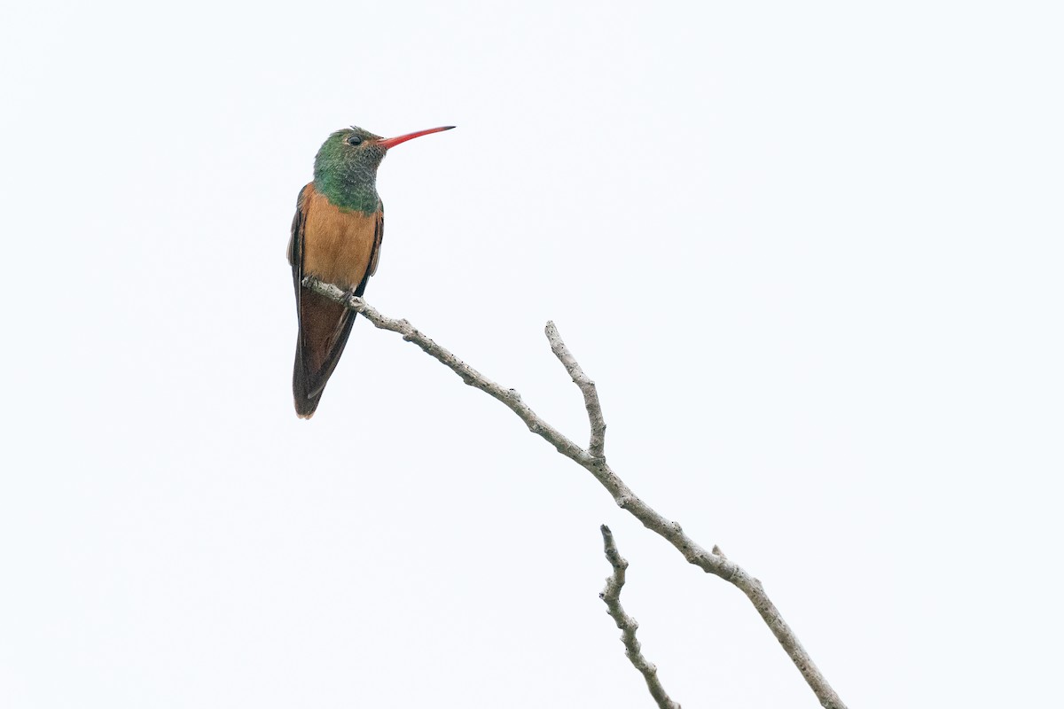 Buff-bellied Hummingbird (Yucatan) - ML594865321