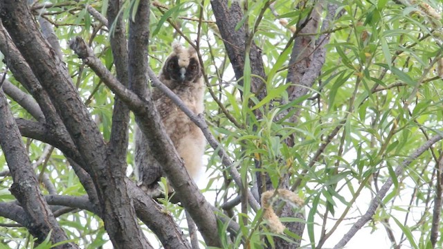 Long-eared Owl - ML594865411