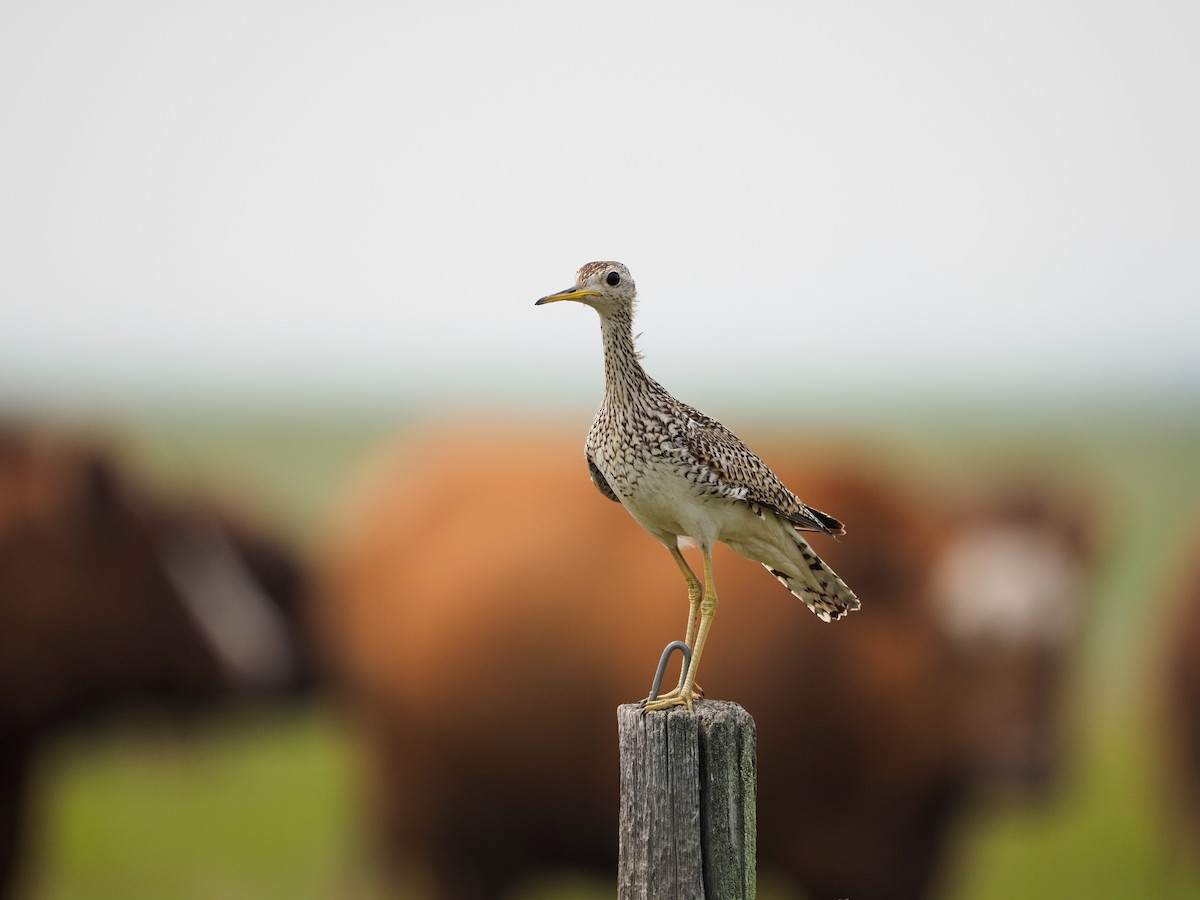 Upland Sandpiper - ML594865731