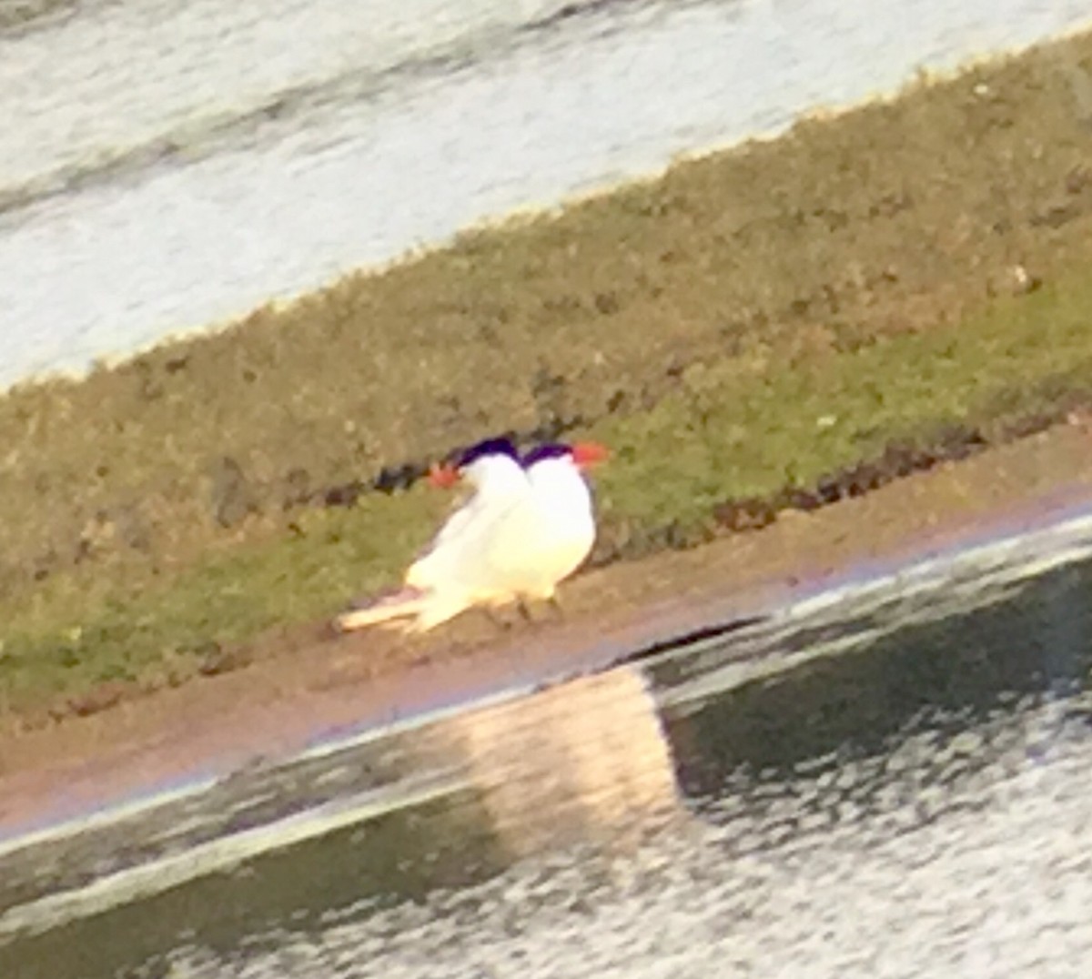 Caspian Tern - ML59486591