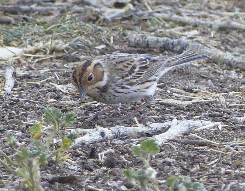 Little Bunting - ML59486601