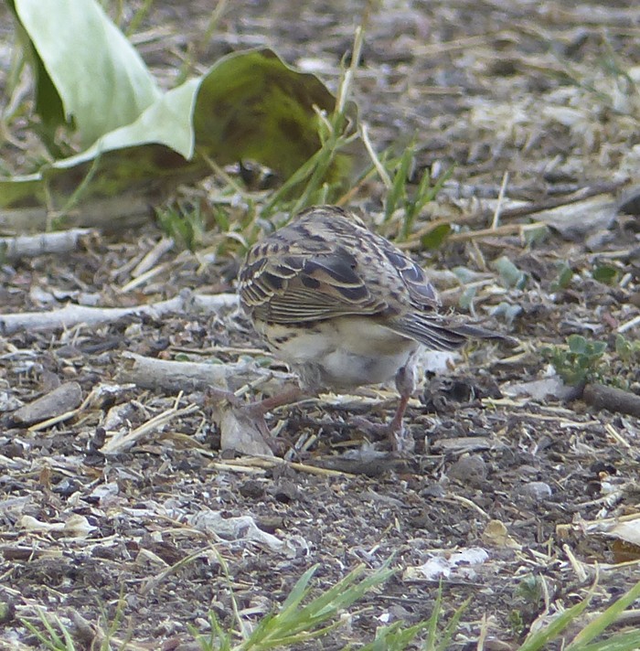 Little Bunting - ML59486631