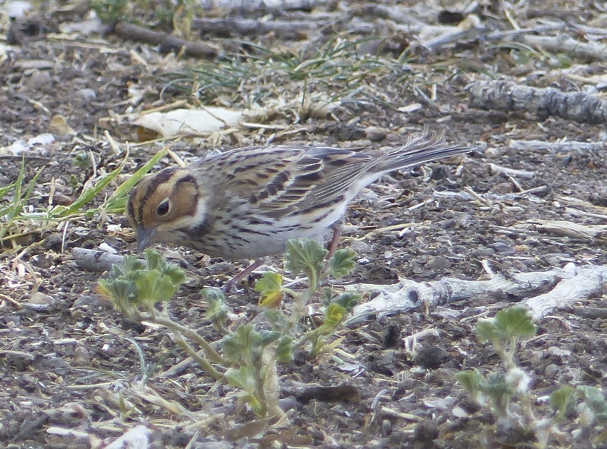 Little Bunting - ML59486641