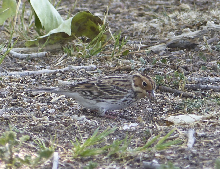 Little Bunting - ML59486691