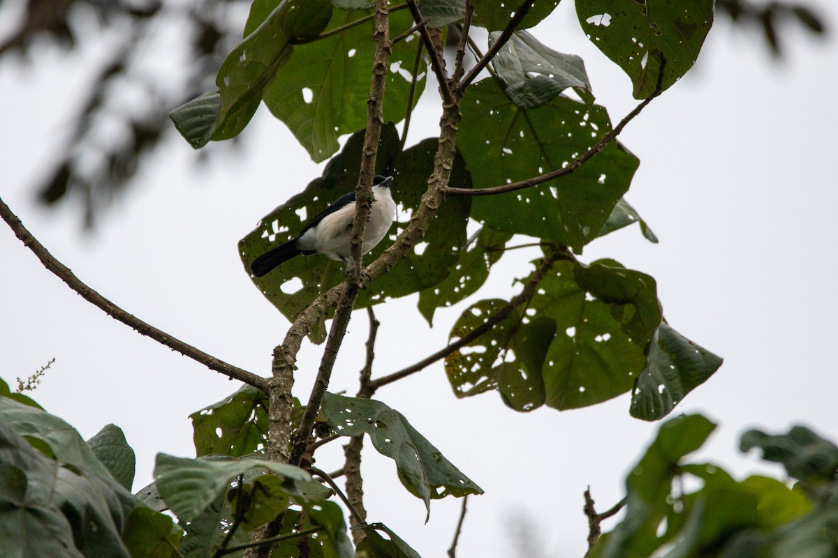 Tropical Boubou - Nathan Mixon