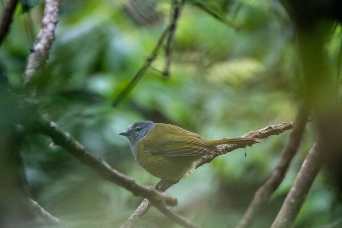 Eastern Mountain Greenbul (Olive-breasted) - ML594867571