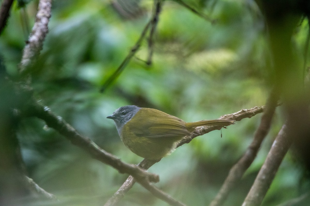 Eastern Mountain Greenbul (Olive-breasted) - ML594867581