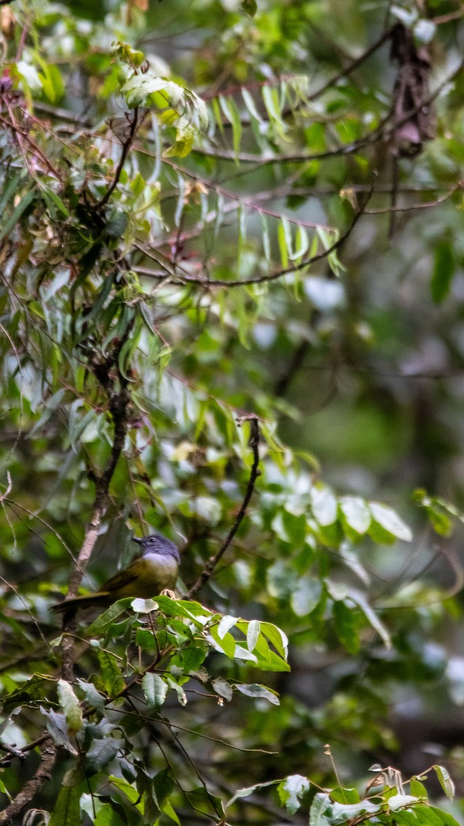 Eastern Mountain Greenbul (Olive-breasted) - ML594867591