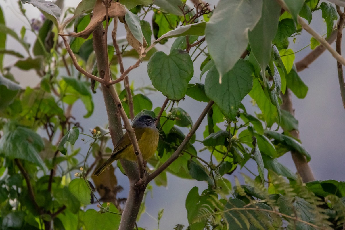 Eastern Mountain Greenbul (Olive-breasted) - ML594867621