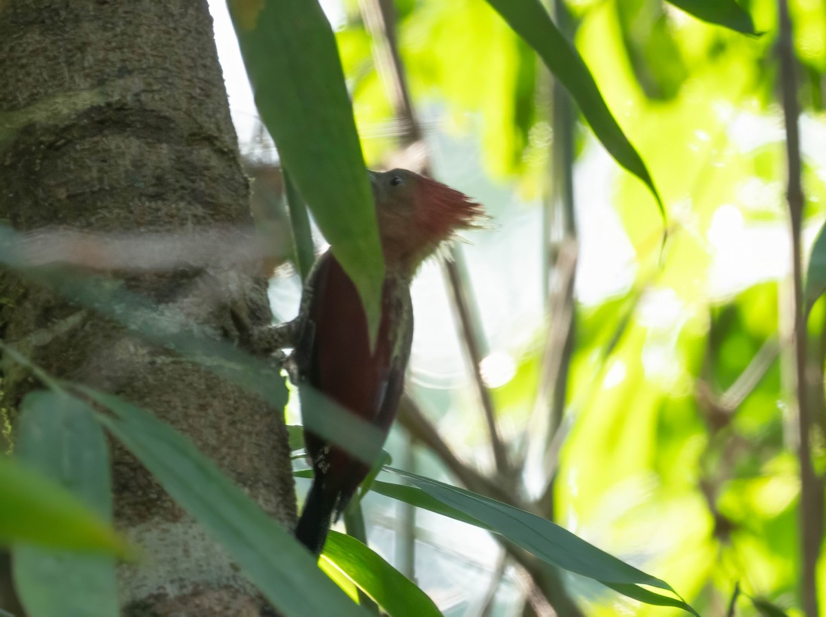 Banded Woodpecker - ML594868081