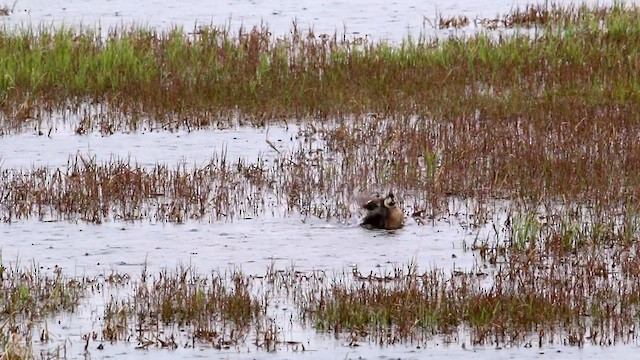 Baikal Teal - ML594868131