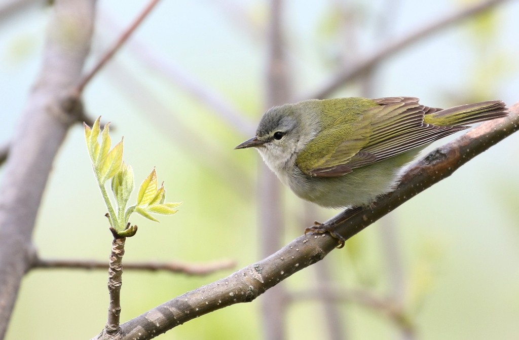Tennessee Warbler - Maurice Raymond
