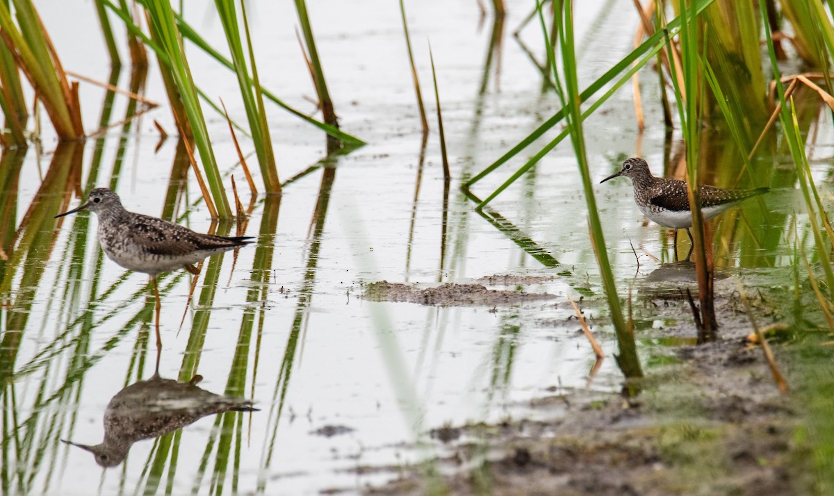 Solitary Sandpiper - ML594868671