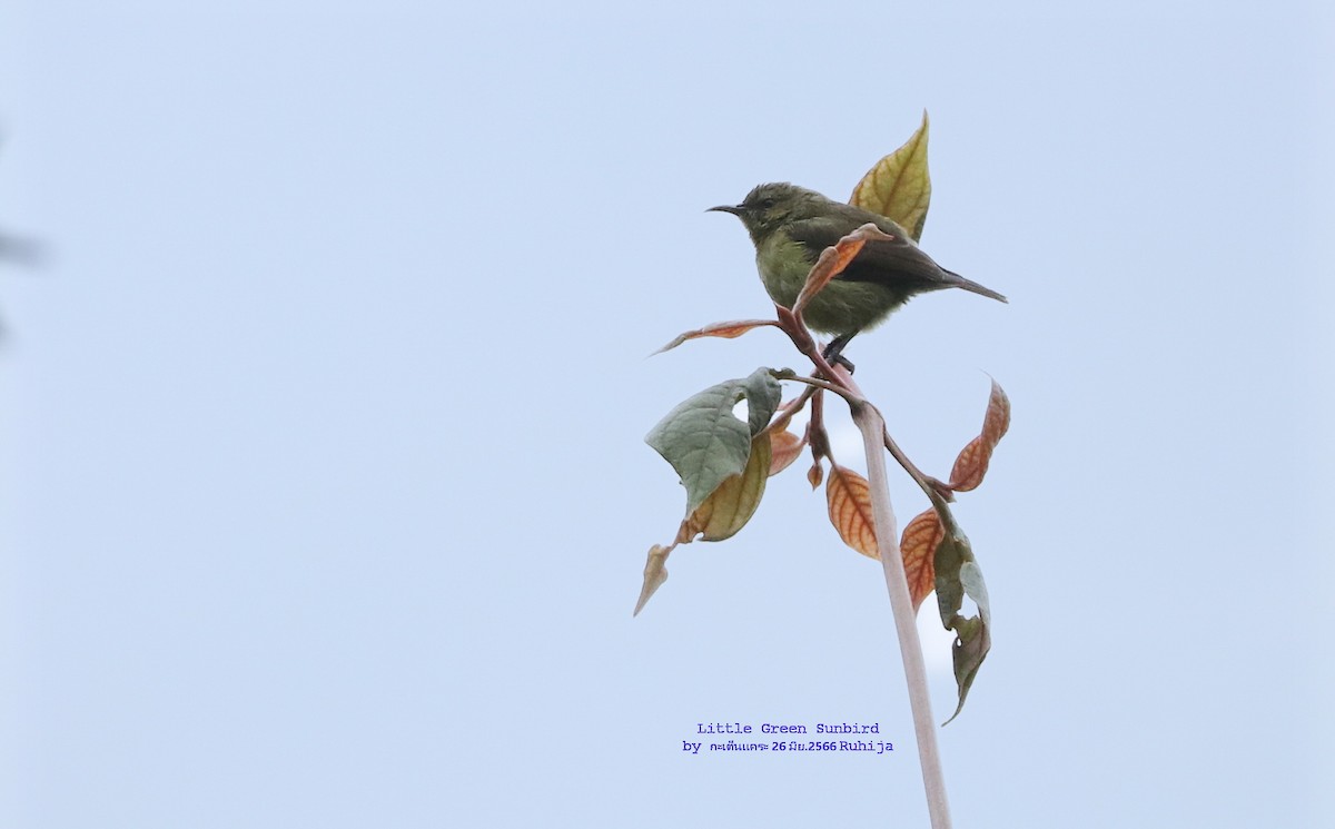 Little Green Sunbird - Argrit Boonsanguan