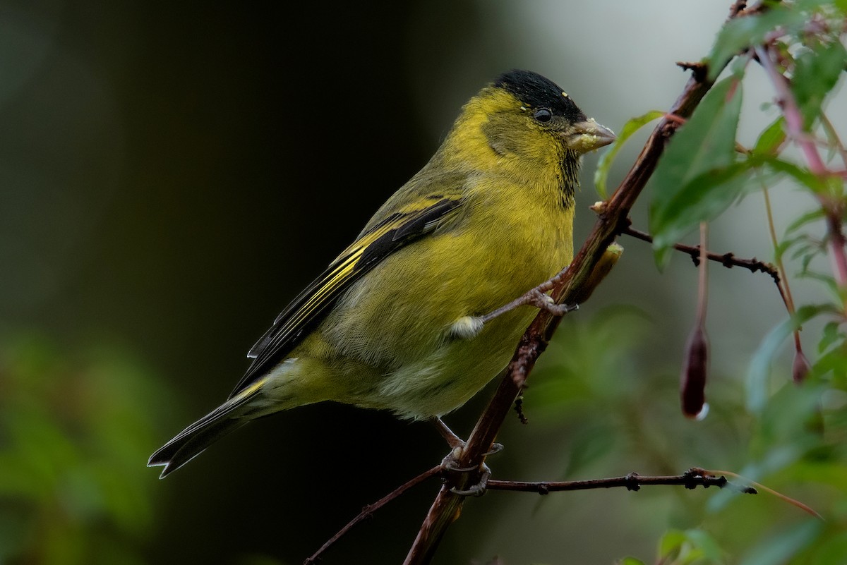 Black-chinned Siskin - ML594869041