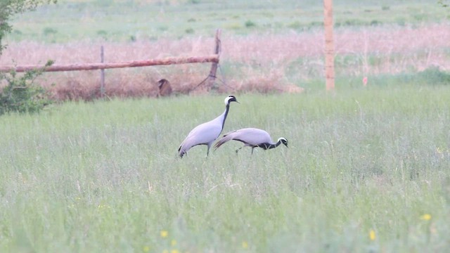 Demoiselle Crane - ML594869191