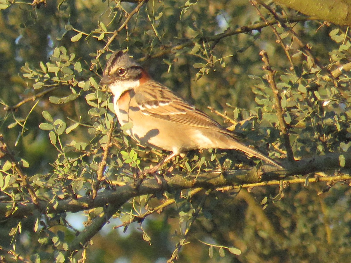 Rufous-collared Sparrow - ML594869271