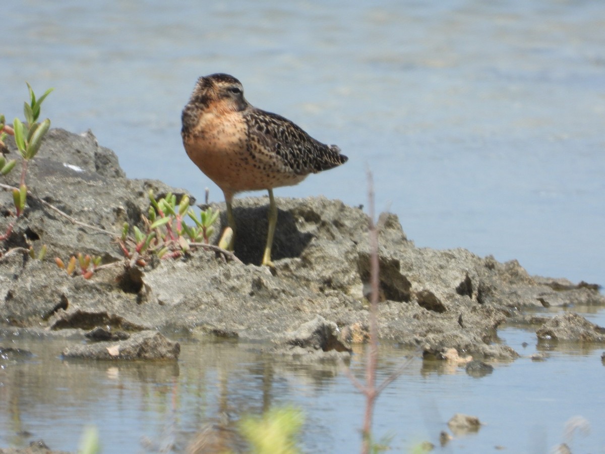 Short-billed Dowitcher - ML594869771