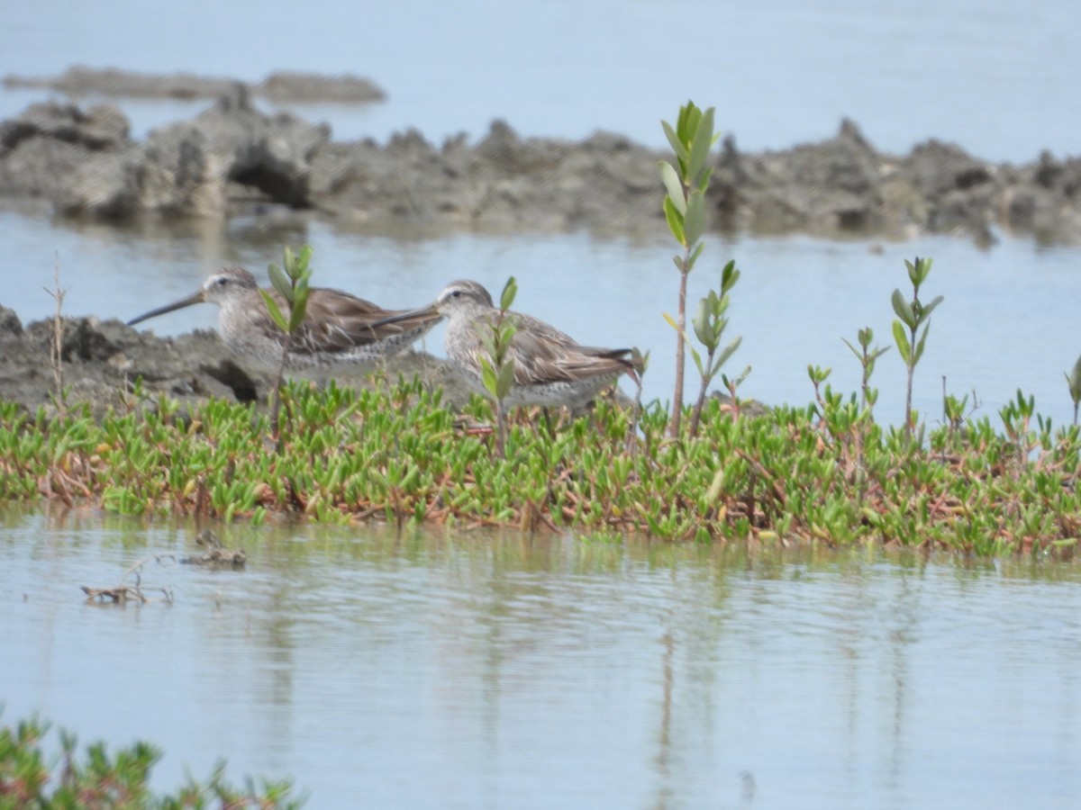 Short-billed Dowitcher - Yaro Rodriguez