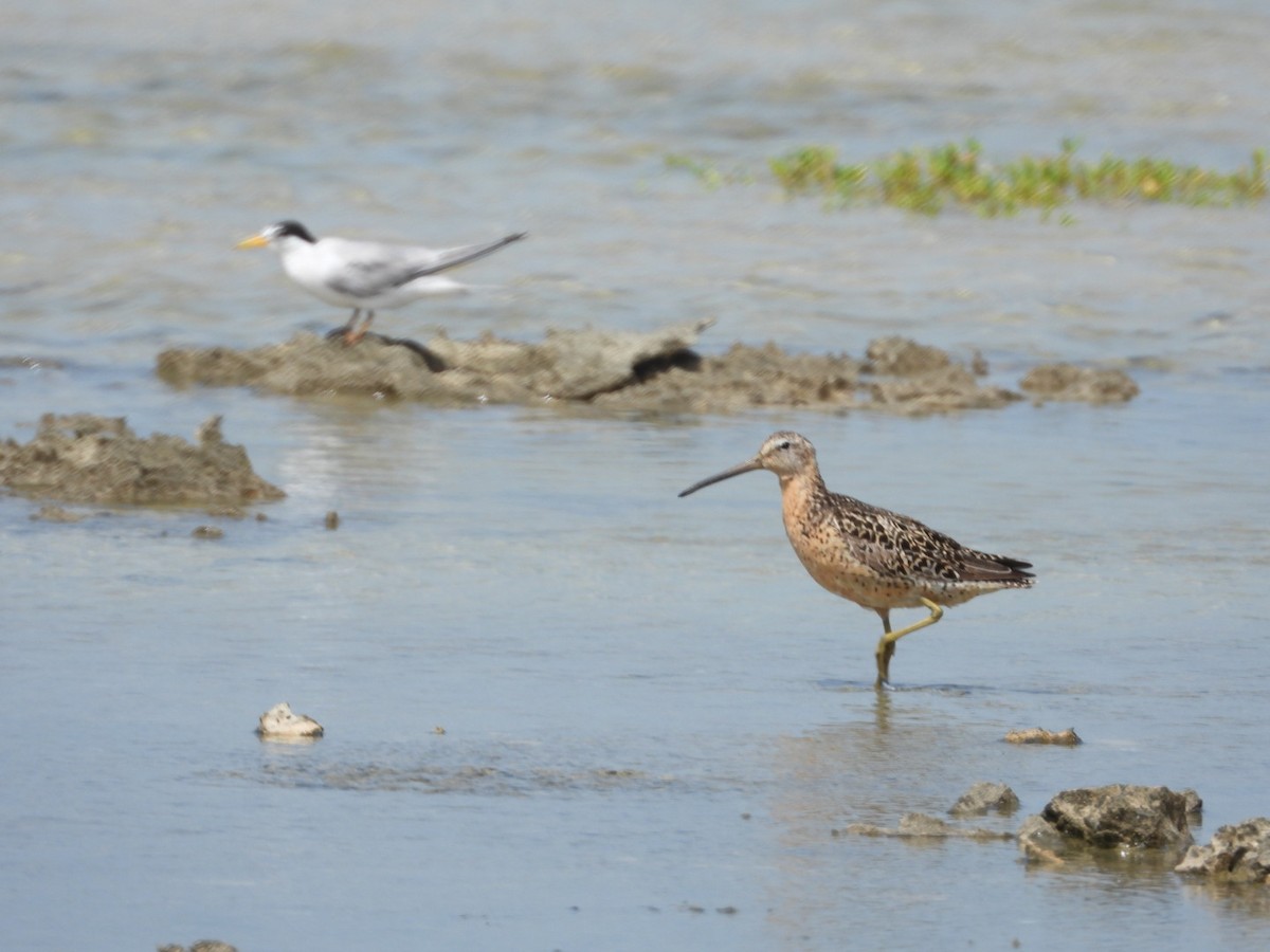 Short-billed Dowitcher - Yaro Rodriguez