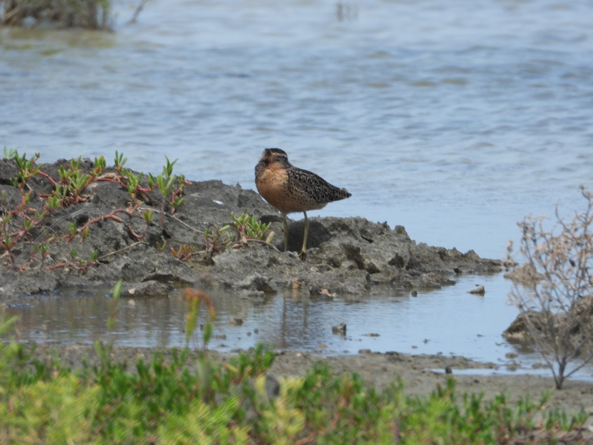 Short-billed Dowitcher - ML594869811