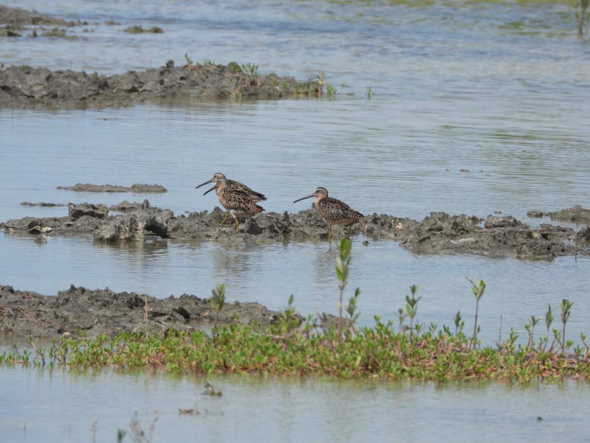 Short-billed Dowitcher - Yaro Rodriguez