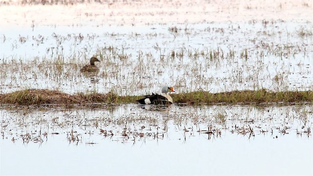 King Eider - ML594870841