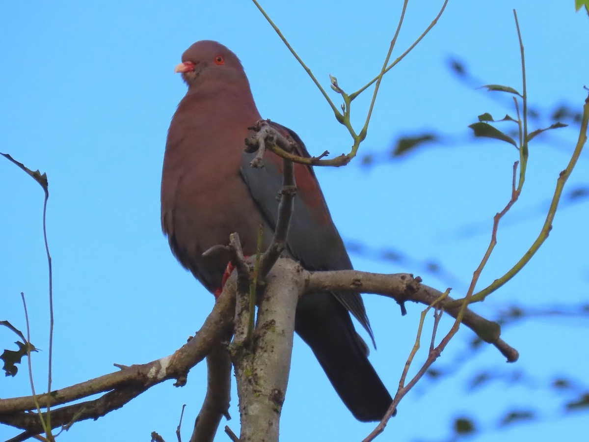 Red-billed Pigeon - Andrew Collins