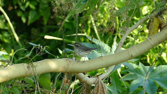 Northern Waterthrush - ML594871091