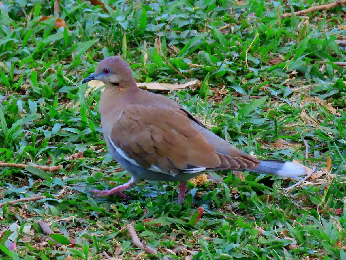 White-winged Dove - ML594871101