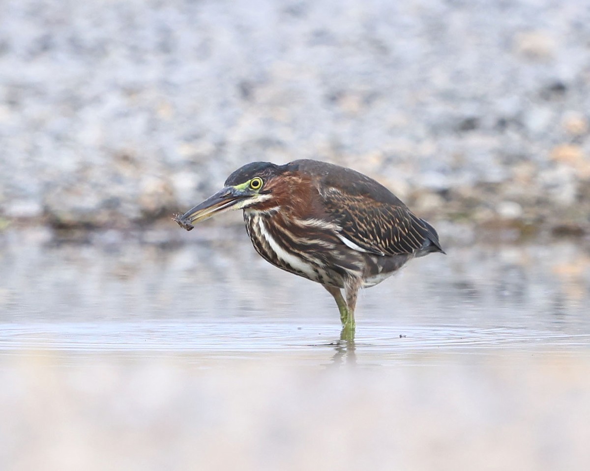 Green Heron - ML594871131