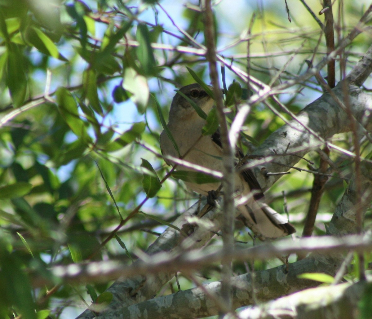 Northern Mockingbird - ML59487141
