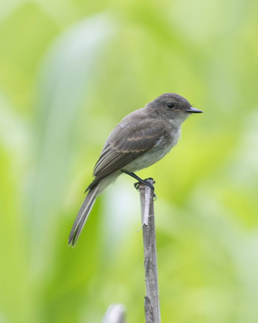 Eastern Phoebe - ML594871741