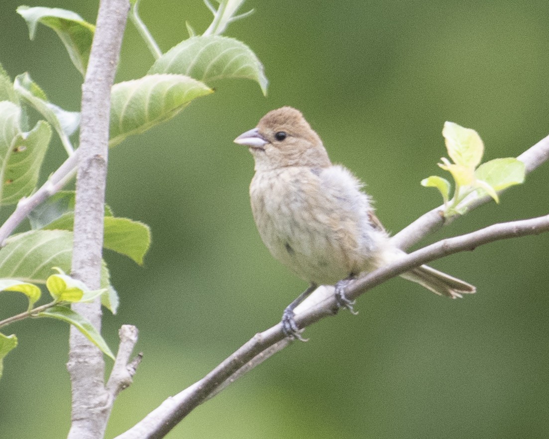 Indigo Bunting - ML594871961