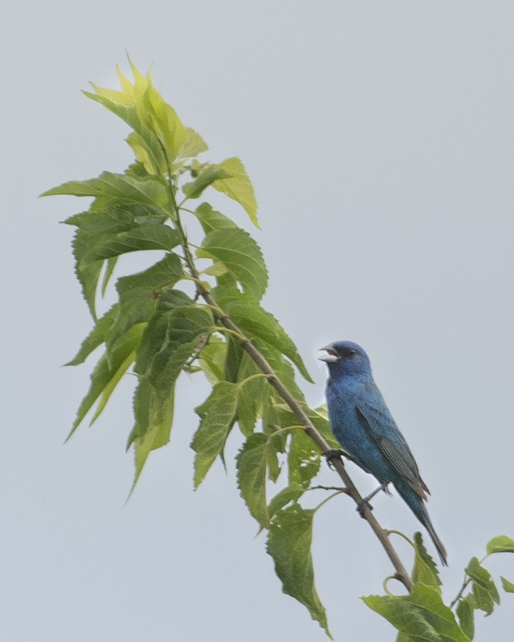 Indigo Bunting - ML594871971
