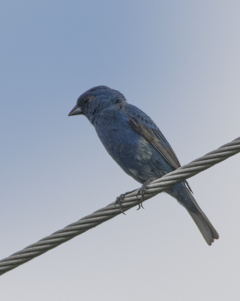 Indigo Bunting - ML594871981