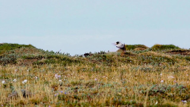 Ноцоо элсэг - ML594872081