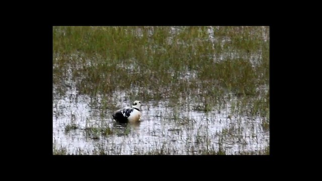 Steller's Eider - ML594872111